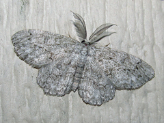 Hypomecis umbrosaria