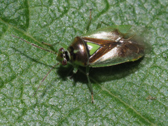 Orthops campestris