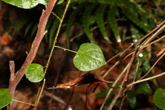 Echinostephia aculeata