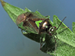 Orthops campestris