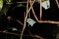 Echinostephia aculeata