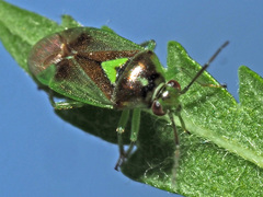 Orthops campestris