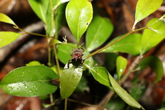 Cacostomus squamosus