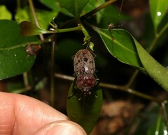 Cacostomus squamosus