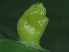 Colopha compressa