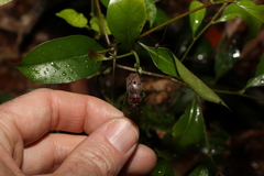 Cacostomus squamosus