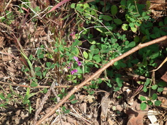 Lespedeza floribunda