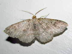 Melanolophia signataria