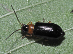 Luperus luperus