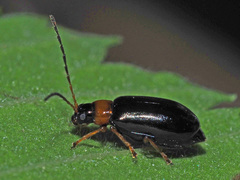 Luperus luperus