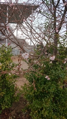 Prunus