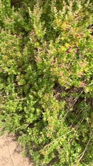 Rhagodia candolleana