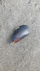 Mytilus planulatus