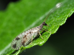 Micromus variegatus
