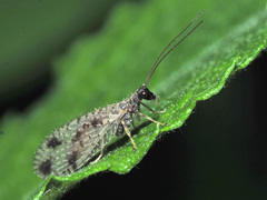 Micromus variegatus