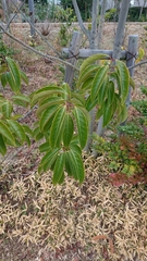Aucuba japonica