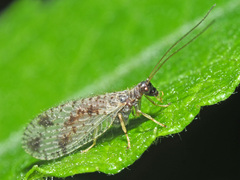 Micromus variegatus