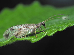 Micromus variegatus