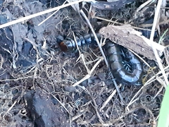 Cormocephalus esulcatus