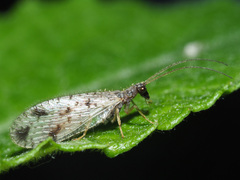 Micromus variegatus