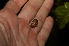 Anoplognathus abnormis
