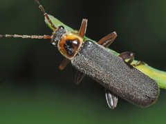 Cantharis nigricans