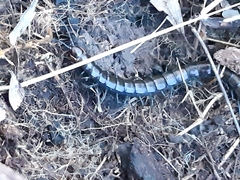 Cormocephalus esulcatus