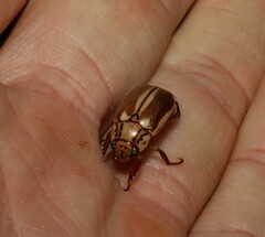 Anoplognathus abnormis