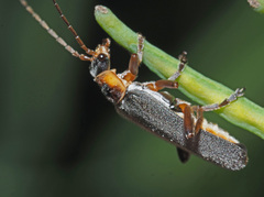 Cantharis nigricans
