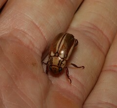 Anoplognathus abnormis