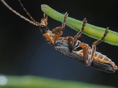 Cantharis nigricans