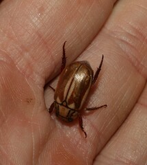 Anoplognathus abnormis