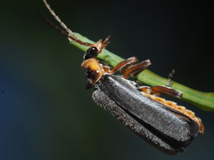 Cantharis nigricans
