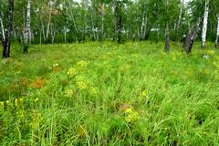 Peucedanum morisonii