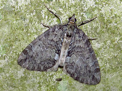 Hydriomena perfracta