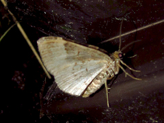 Xanthorhoe lacustrata