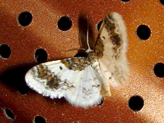 Hydrelia condensata