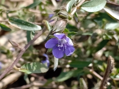 Evolvulus nummularius