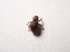Microcryptorhynchus perpusillus