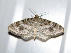 Hydrelia inornata