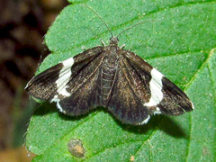 Trichodezia albovittata