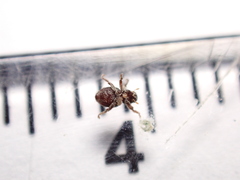 Microcryptorhynchus perpusillus