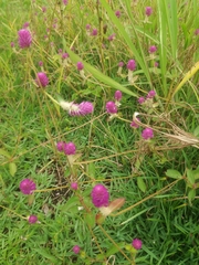 Gomphrena globosa