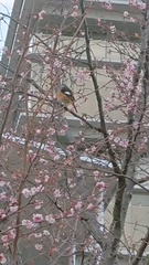 Phoenicurus auroreus