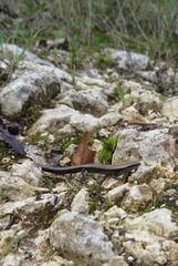 Ablepharus kitaibelii