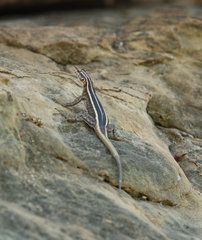 Platysaurus intermedius rhodesianus