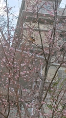 Phoenicurus auroreus