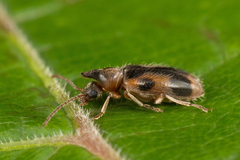 Notoxus monoceros