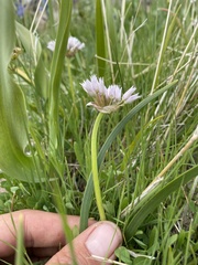 Allium geyeri