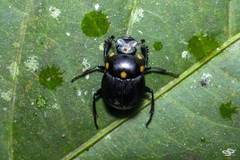 Canthon septemmaculatus